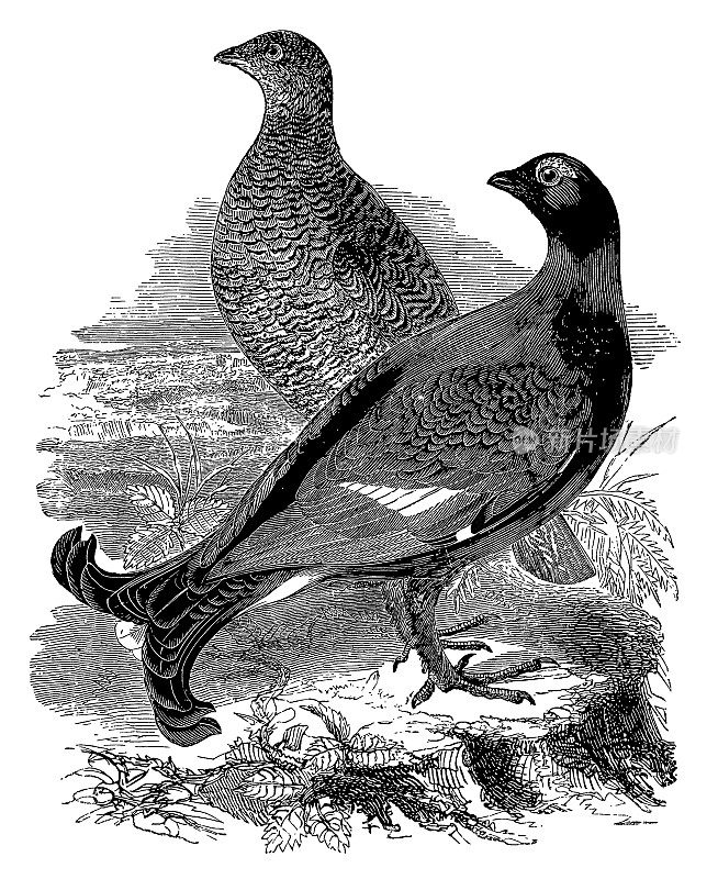 黑松鸡|古董鸟插图